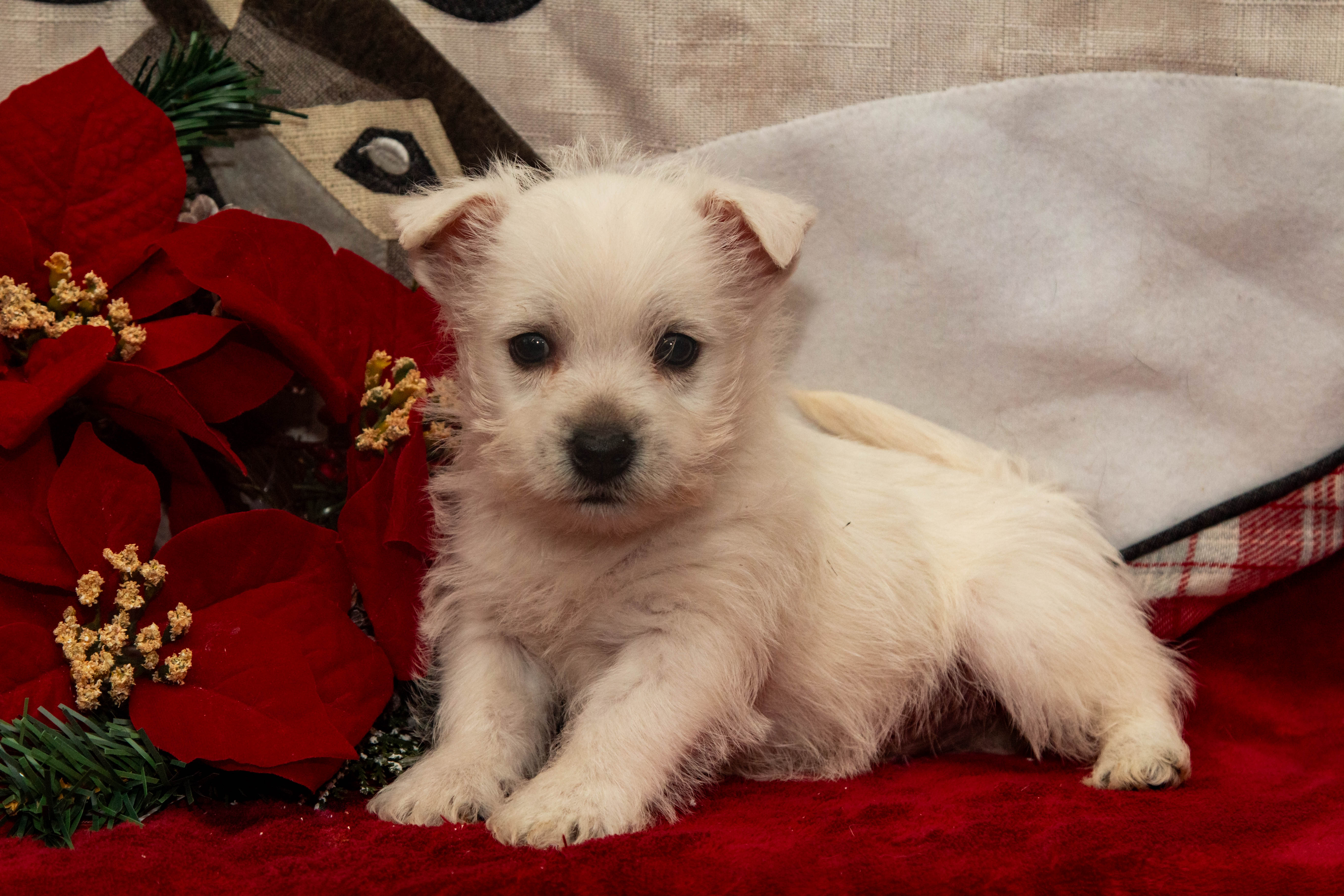 puppy, for, sale, West Highland White Terrier, Amos B. King, dog, breeder, Romney, WV, dog-breeder, puppy-for-sale, forsale, nearby, find, puppyfind, locator, puppylocator, aca